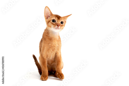 Abyssinian ginger cat sits on a white background