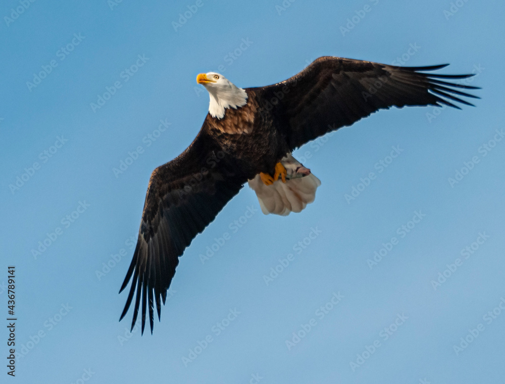 Fototapeta premium 504-48 Eagle With Fish