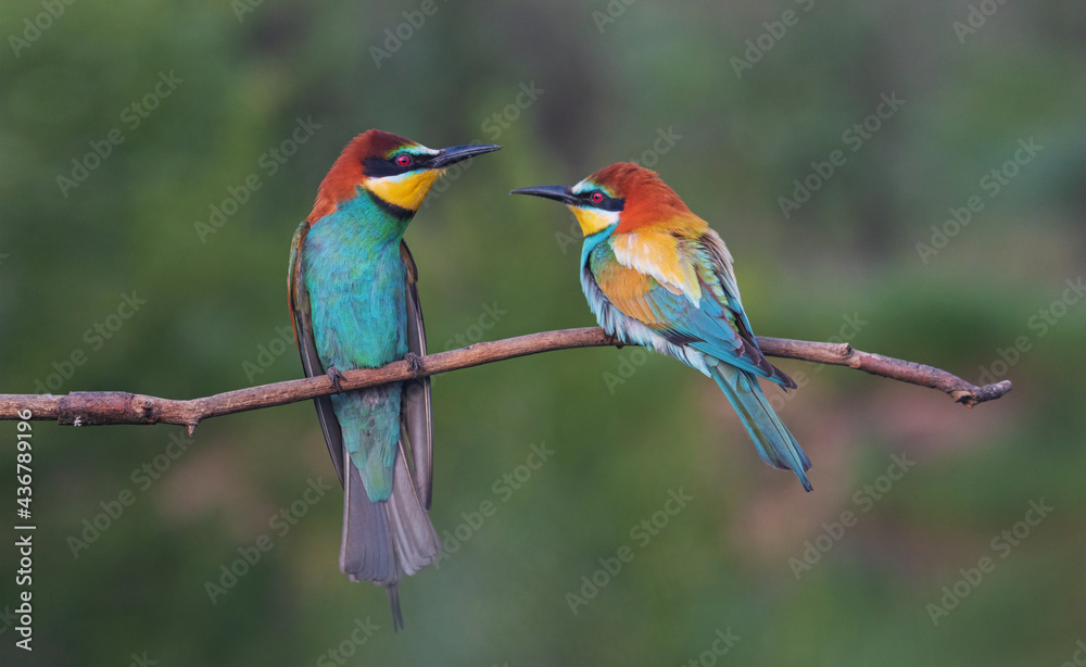 Obraz premium pair of beautiful birds of paradise