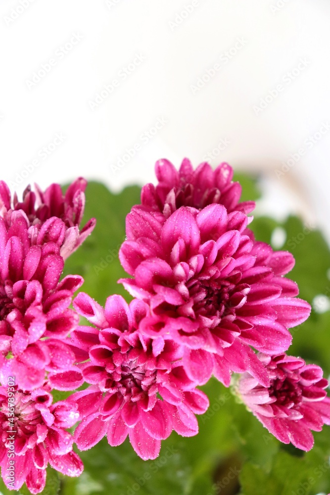 Pink Chrysanthemum Flowers background. also known as the shevanti plant. copy space. Floral background. invitation card.