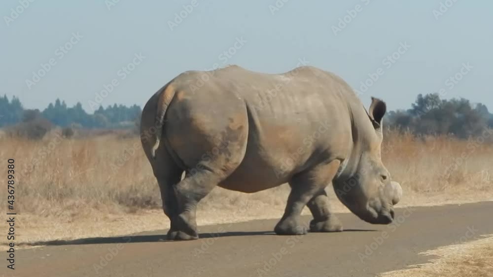 Male White Rhino walking across a road. Male White Rhino walking across a road.