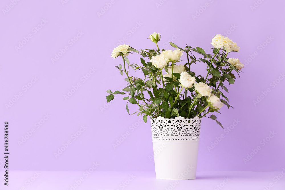 Beautiful white roses in pot on color background