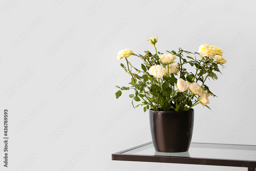 Beautiful white roses in pot on table Beautiful white roses in pot on table