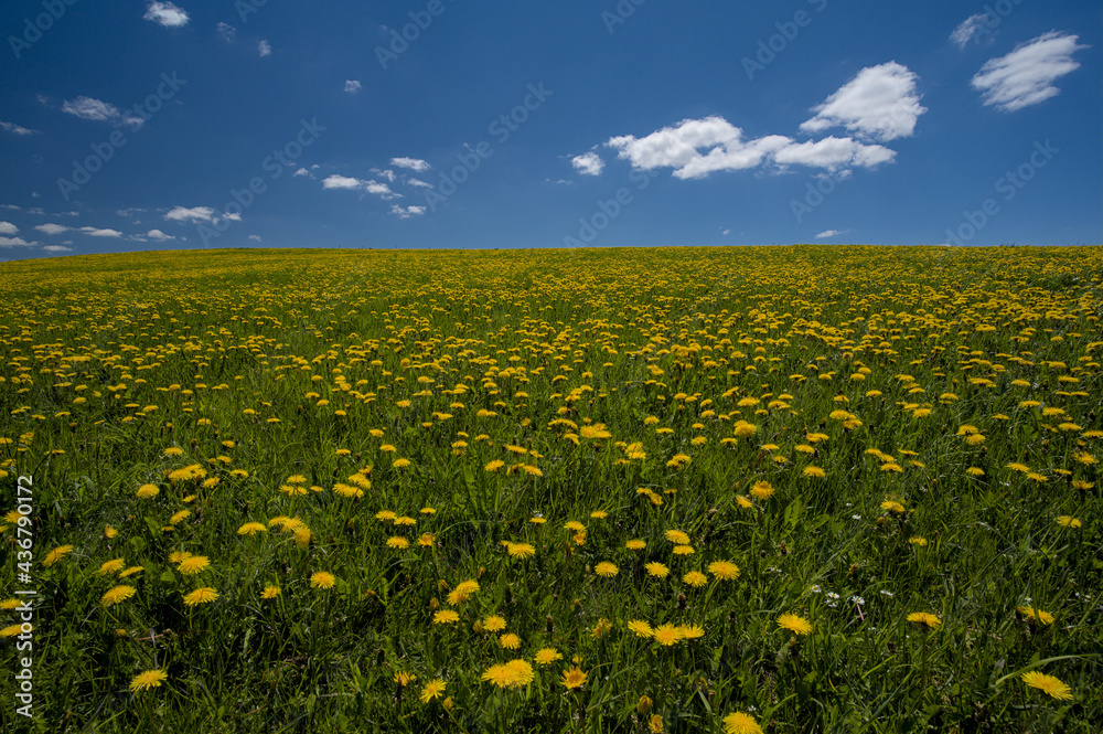 Fototapeta premium Willow with dandelions on a beautiful early summer day with a clear blue sky