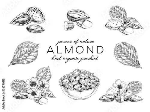 Collection of almond plant, retro hand drawn vector illustration.