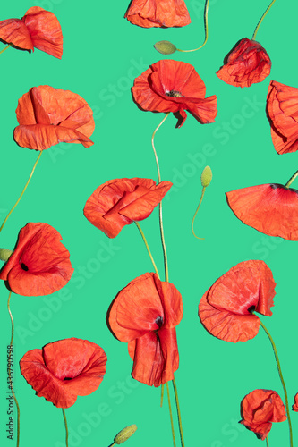 Fototapeta Naklejka Na Ścianę i Meble -  beautiful summer pattern of bright coral red poppies on a light turquoise background