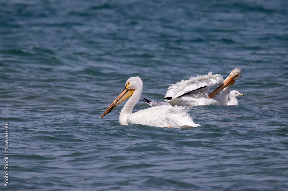 The White American pelicans on the lake Michigan The White American pelicans on the lake Michigan