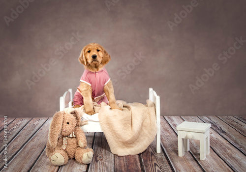 Adorable golden retriever puppy in pink pajamas sitting in white wood doll bed with toy stuffed animal on floor