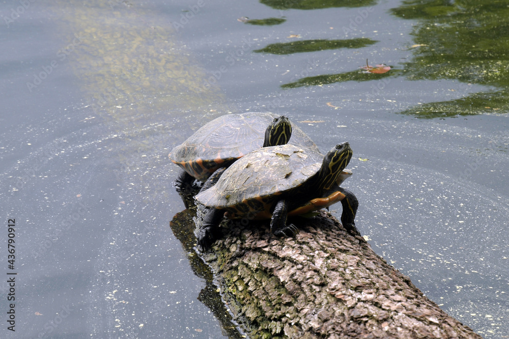 Obraz premium schildkröten