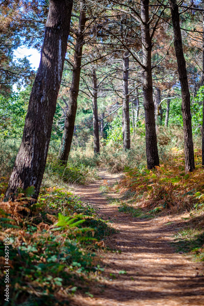 Path between a pine forest on the island of Arosa, in Galicia (Spain)