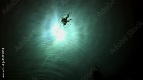 Compass jellyfish (Chrysaora hysoscella) swim in the blue water in Red Sea. Underwater scuba diving. photo