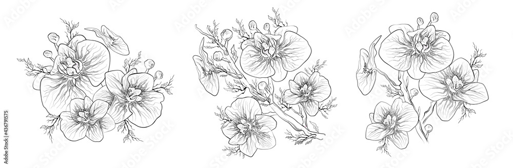 Orchid Vector. Floral Botanical set of flowers isolated on white background. set of tropical, exotic branche for print, decor in a minimalist style. hand-drawn sketch, element-symbol. vintage style