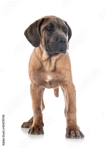 puppy cane corso