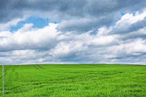 Green field and blue sky white cloud nature background.Farmland. Beautiful field against blue sky with white clouds.