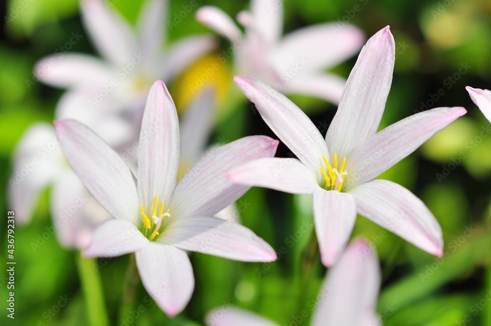 Fototapeta premium white zephyranthes flowers and green leaves background.soft focus