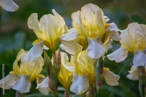 Blooming irises on a flower bed in the garden