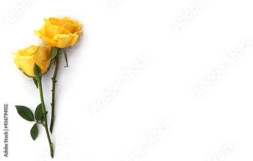 Flower and rose background. yellow roses composition.  Roses and petals isolate on white background. Valentine day concept. Flat lay, top view, copy space