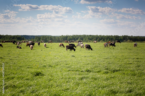 Group of cows grazing on a green meadow. Cows graze on the farm