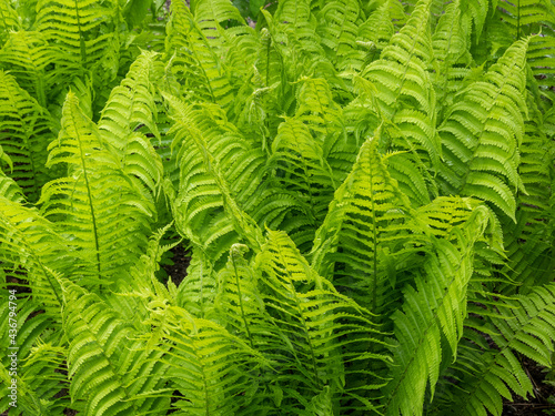 Green fern in the park.