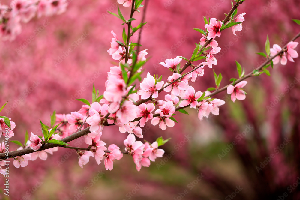 Peach trees blossom in spring Peach trees blossom in spring