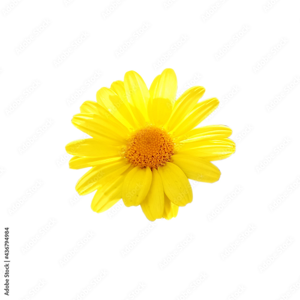 Yellow daisy against white background