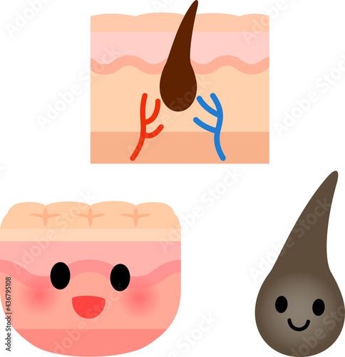皮膚と毛の図とキャラクター