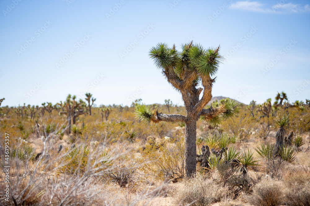 Obraz premium A view of a Joshua Tree in the middle of a desert landscape. This is seen inside Joshua Tree National Park.