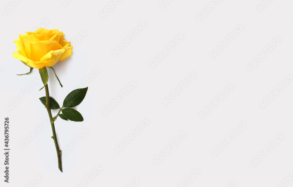 Fototapeta premium Flower and rose background. yellow roses composition. Roses and petals isolate on white background. Valentine day concept. Flat lay, top view, copy space