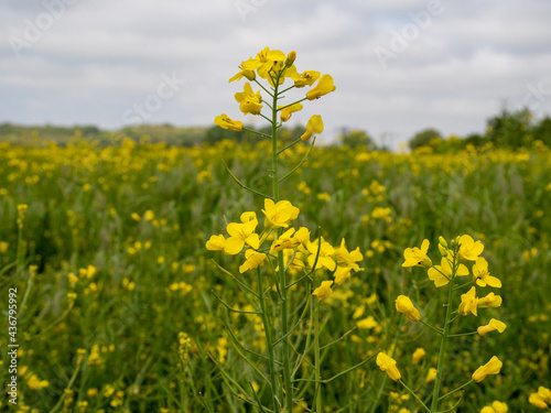 yellow rapeseed field, rapeseed flower