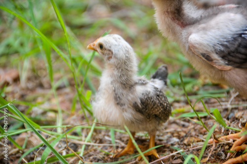 Cute chicks on a small farm
