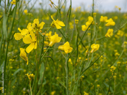 Fototapeta Naklejka Na Ścianę i Meble -  yellow rapeseed field, rapeseed flower