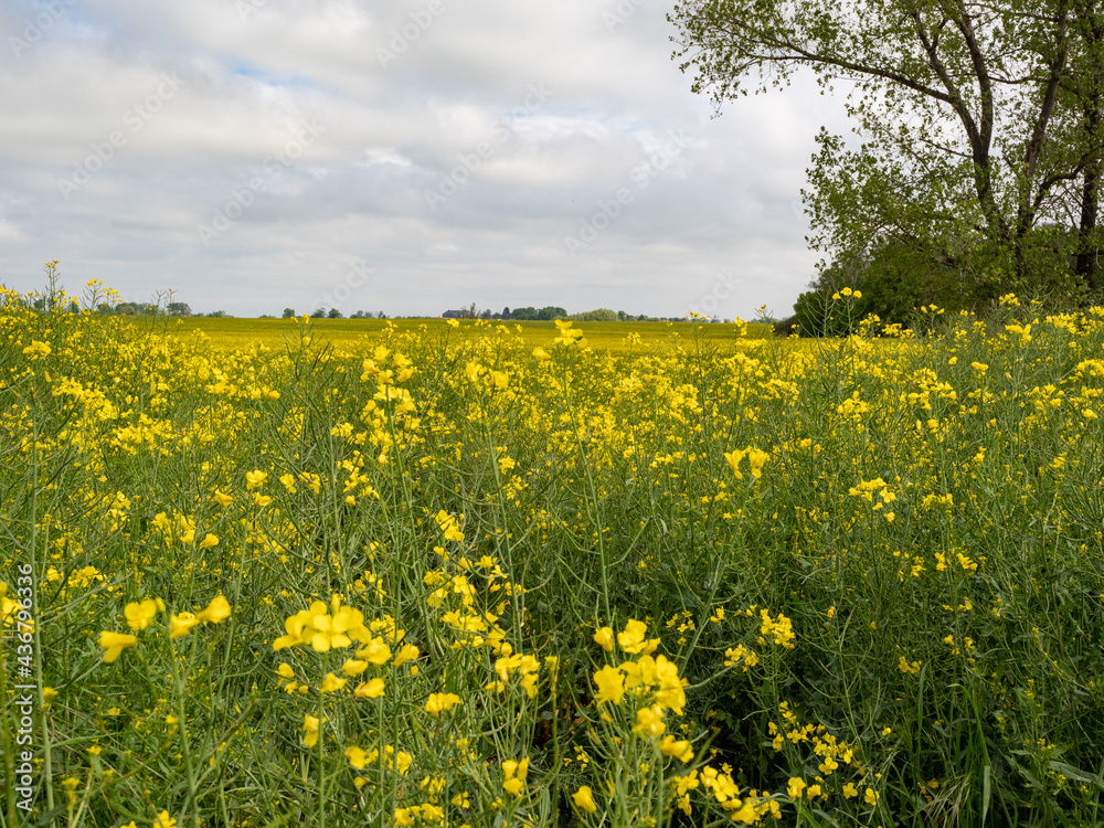 yellow rapeseed field, rapeseed flower yellow rapeseed field, rapeseed flower