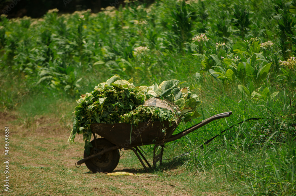 wheelbarrow with hay