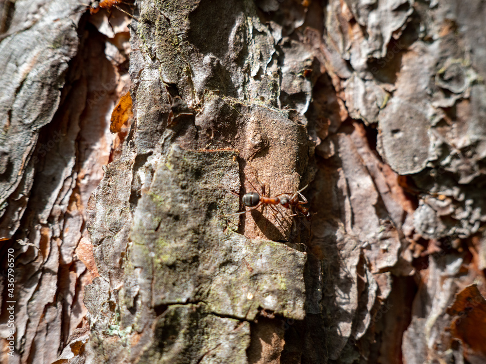 tree bark texture, close up tree bark texture, close up