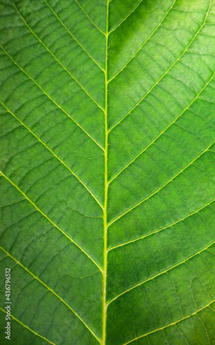Close up leaf. Macro photography. Abstract green leaf texture, nature background, tropical leaf. The plant has a beautiful expressive structure.