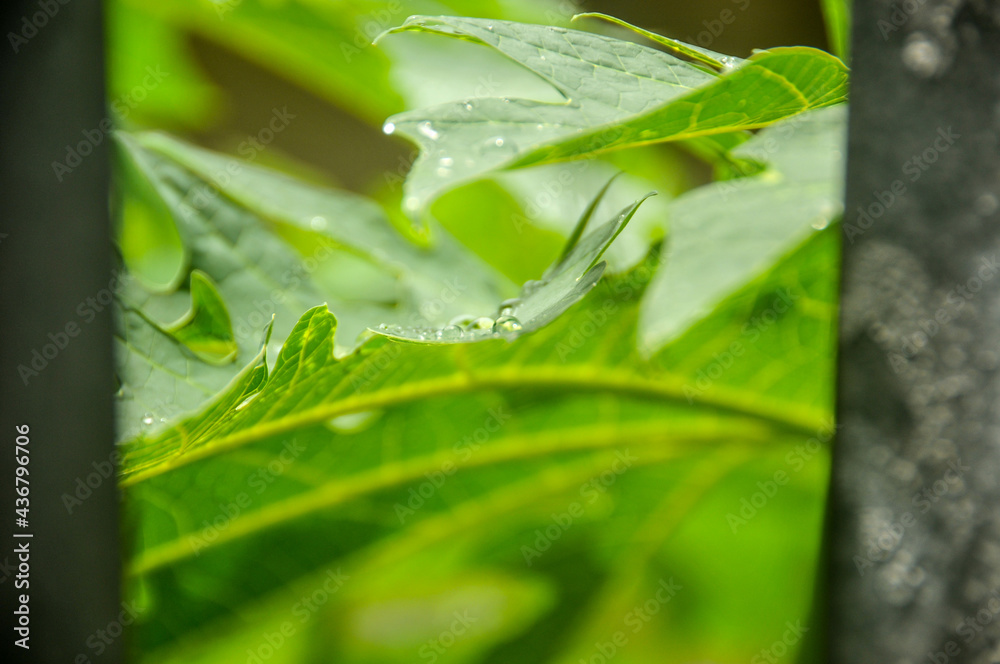Obraz premium Summer raindrops wet the surrounding green leaves.