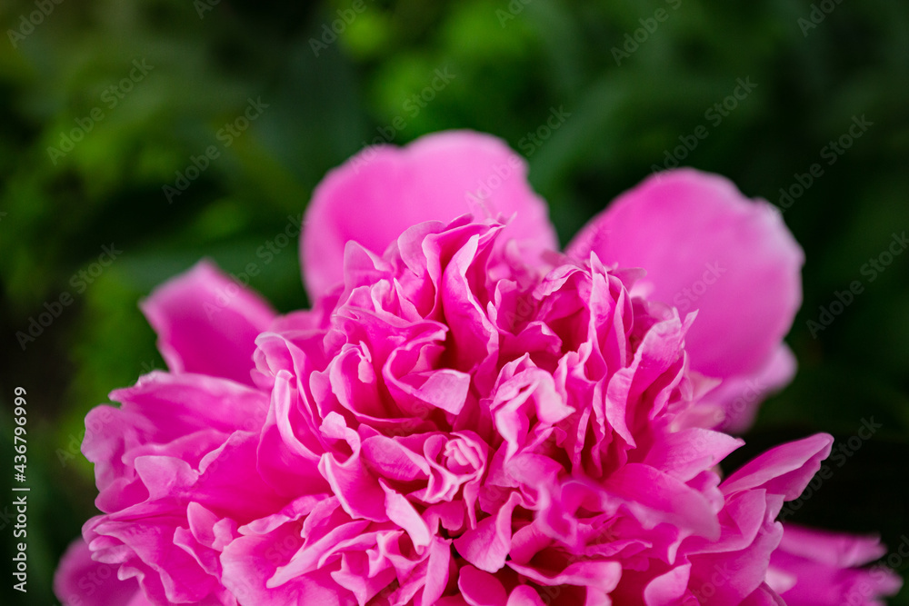 Macro blooming in spring, pink delicate peony flower close-up detail of petals on a background of green grass, veins, stamens, seeds