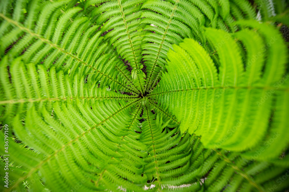 Macro shot of green fresh fern, lawn surface, nature texture, close-up detail of lace dancing leaves, scaly terry feather bush
