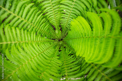 Macro shot of green fresh fern, lawn surface, nature texture, close-up detail of lace dancing leaves, scaly terry feather bush