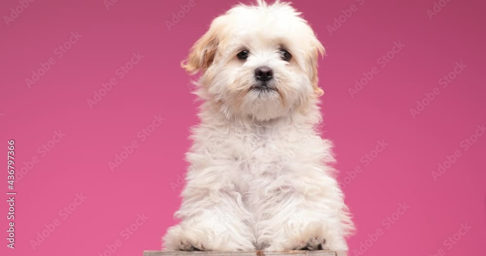 cute little bichon dog standing on behind legs while looking around, moving on pink background in studio