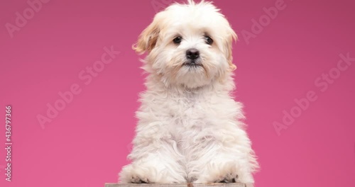 cute little bichon dog standing on behind legs while looking around, moving on pink background in studio