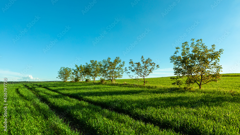 Green field under blue sky with clouds