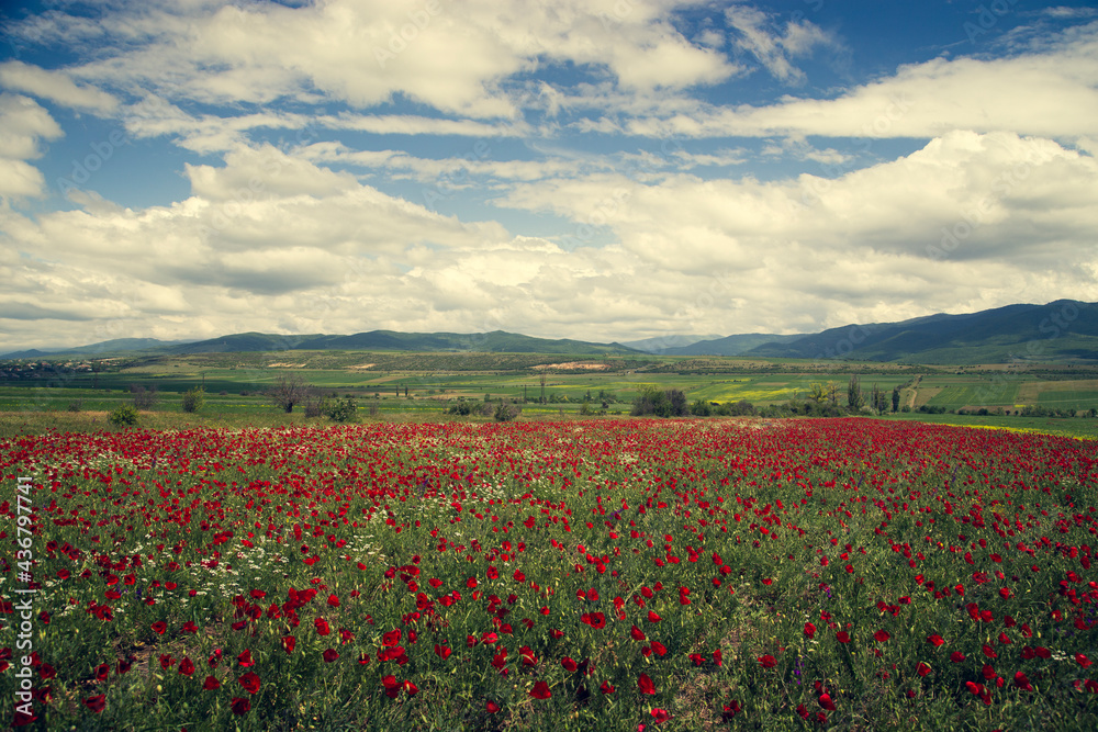 Poppy field. Blooming meadow against the backdrop of a mountain range