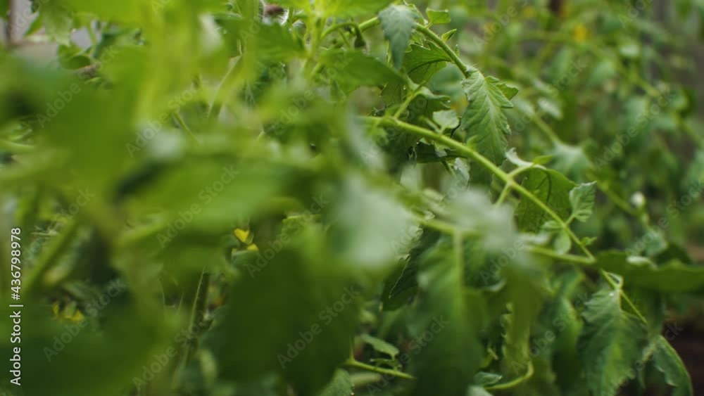 The camera moves through the tomato bushes, dew drops glistening on the leaves. The concept of agriculture The camera moves through the tomato bushes, dew drops glistening on the leaves. The concept of agriculture