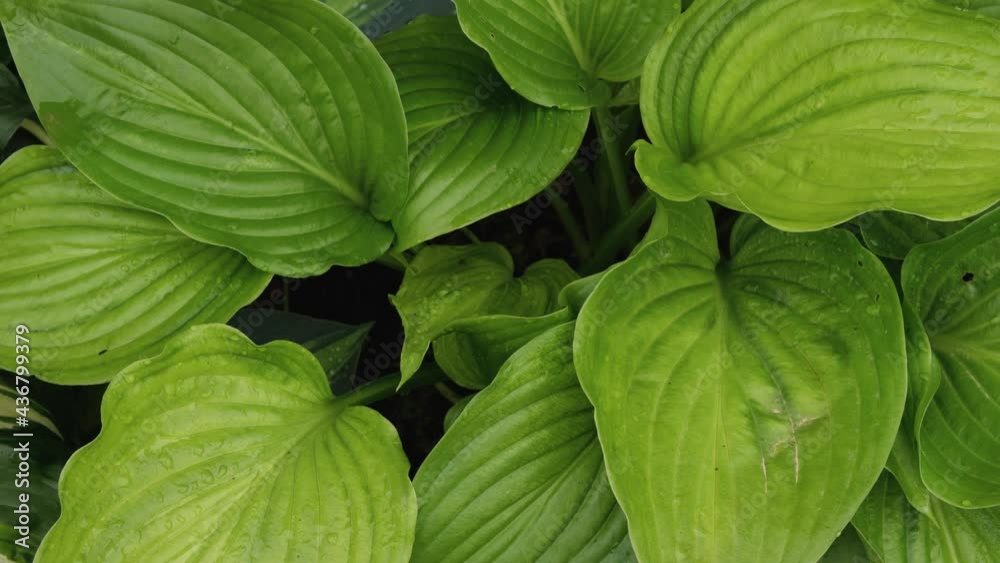 Close-up of large green hosta leaves. Water droplets are visible on the leaves. Camera movement from bottom to top. Blurred background Close-up of large green hosta leaves. Water droplets are visible on the leaves. Camera movement from bottom to top. Blurred background