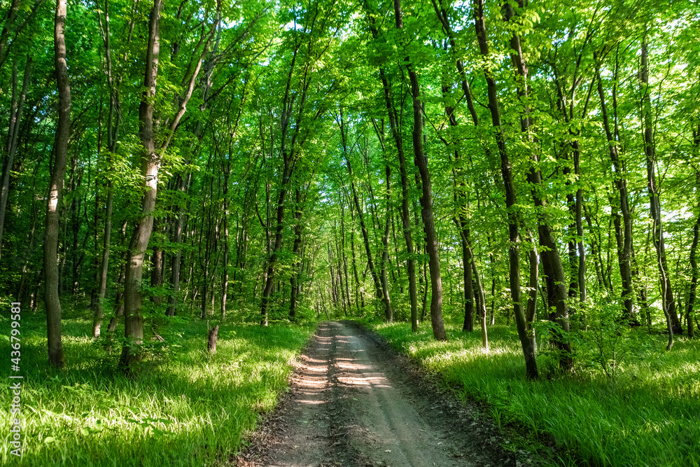 Fototapeta premium forest trees. nature green wood sunlight backgrounds.