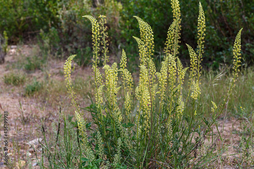 Reseda luteola. Dyer's rocket plant with its erect stems and inflorescences. photo