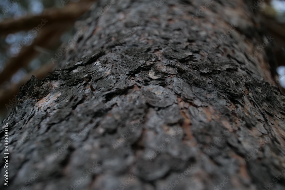 tree bark tree bark
