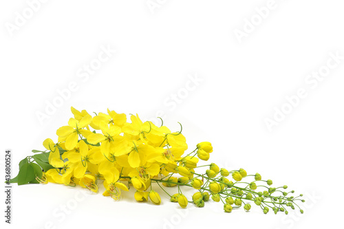 Golden shower flowers or Ratchaphruek or yellow folwers isolate on white background. Font view and copy space