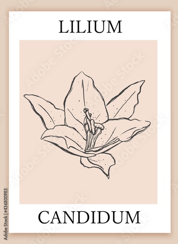 Hand drawn lily. Sketch, line art style. Contemporary wall art, stll life, packaging concet. photo